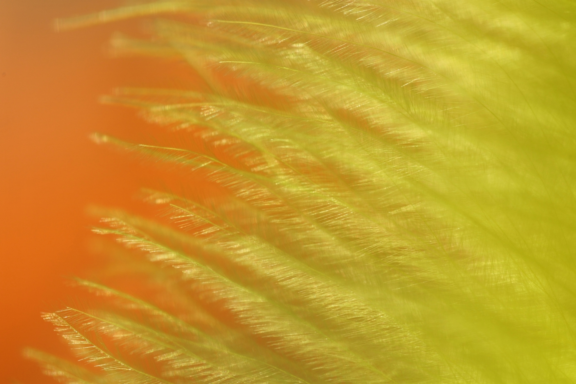 Close-up of feathers