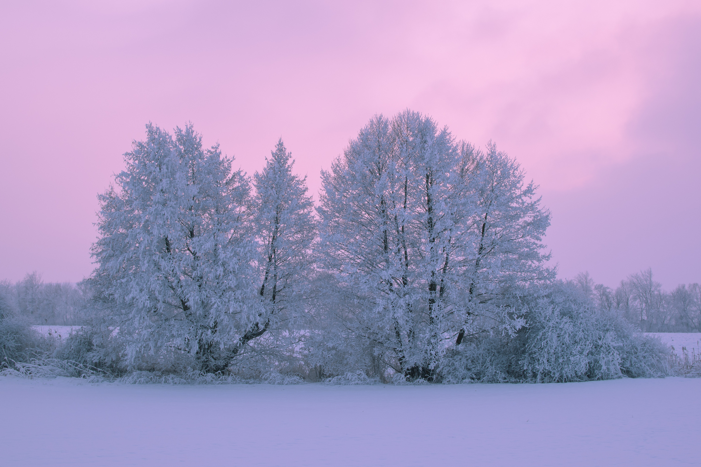 Trees, Snow, Winter, Nature, Icing