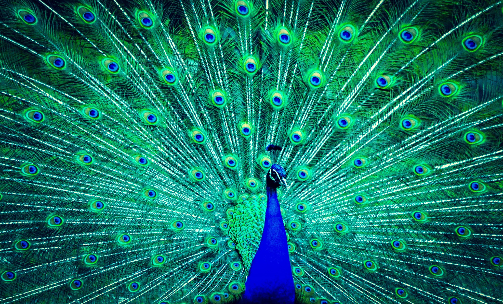 Peacock, Animal, Color, Brightly Colored, Nature