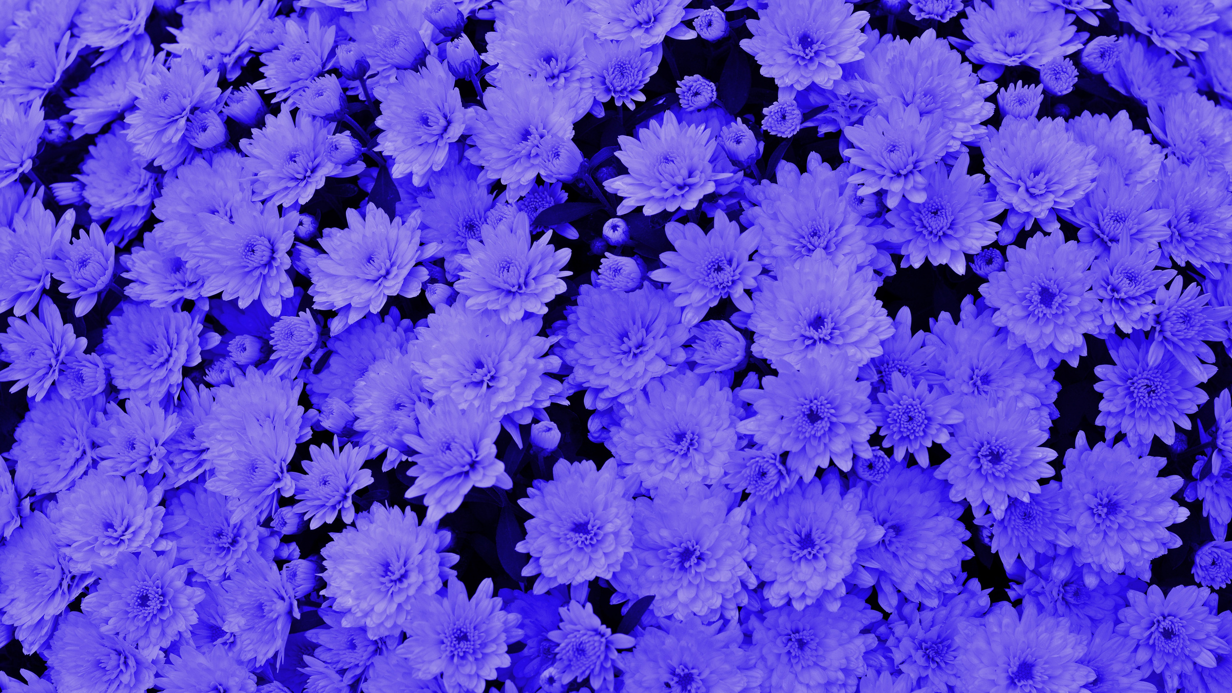 Blue, Background, Chrysanthemums, Flower, Plant