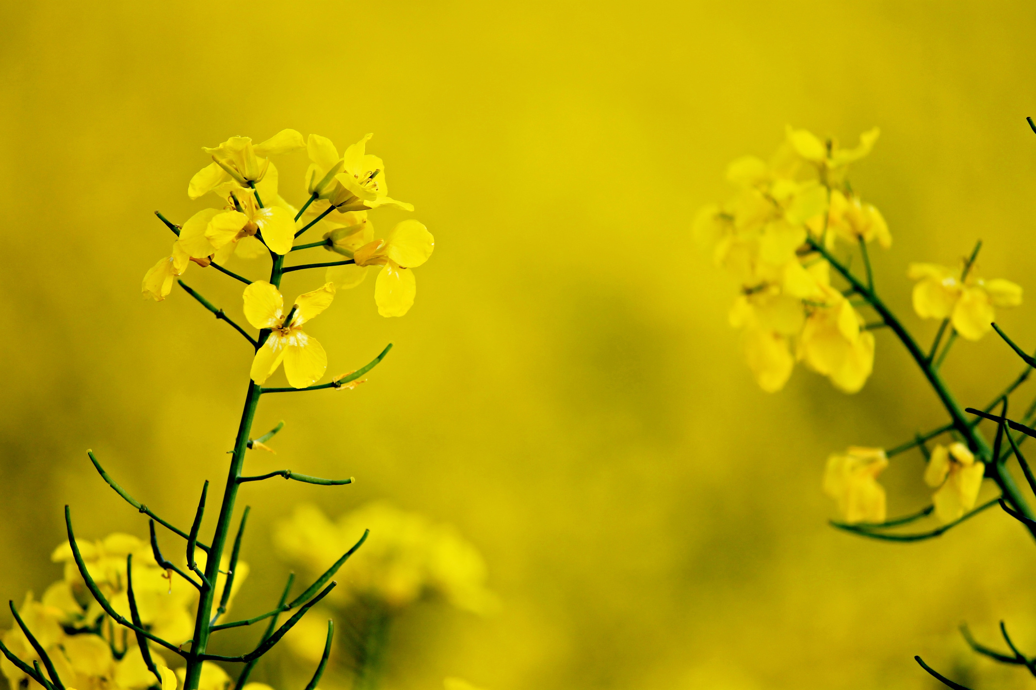 Closeup Photo of Yellow Petaled Flowers