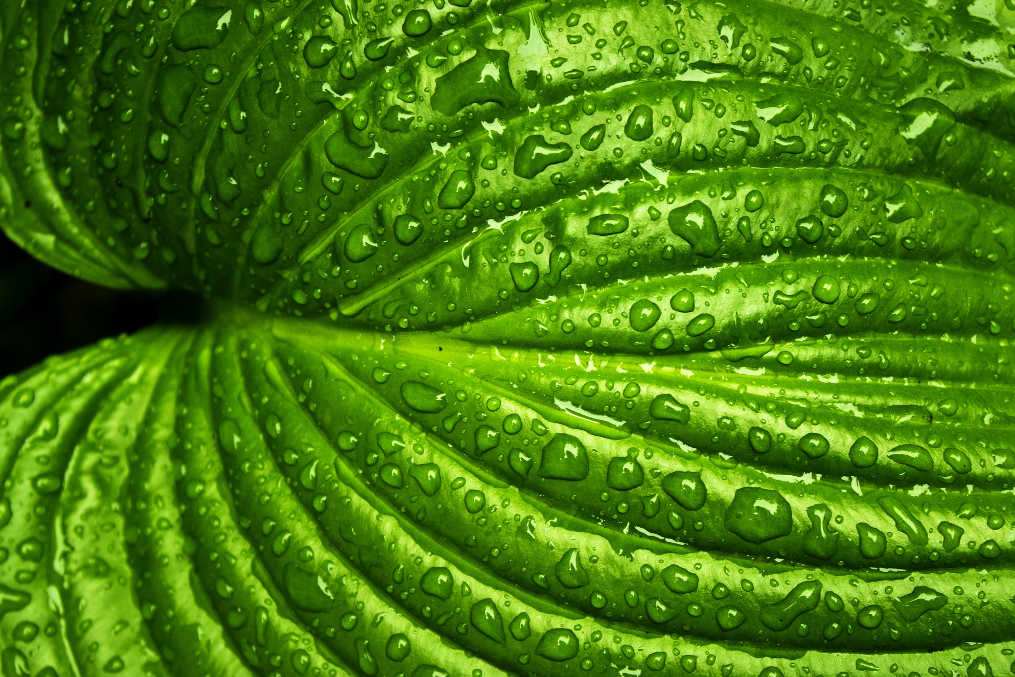 Leaf, Rain, Spring, Nature, Green, Plant, Natural