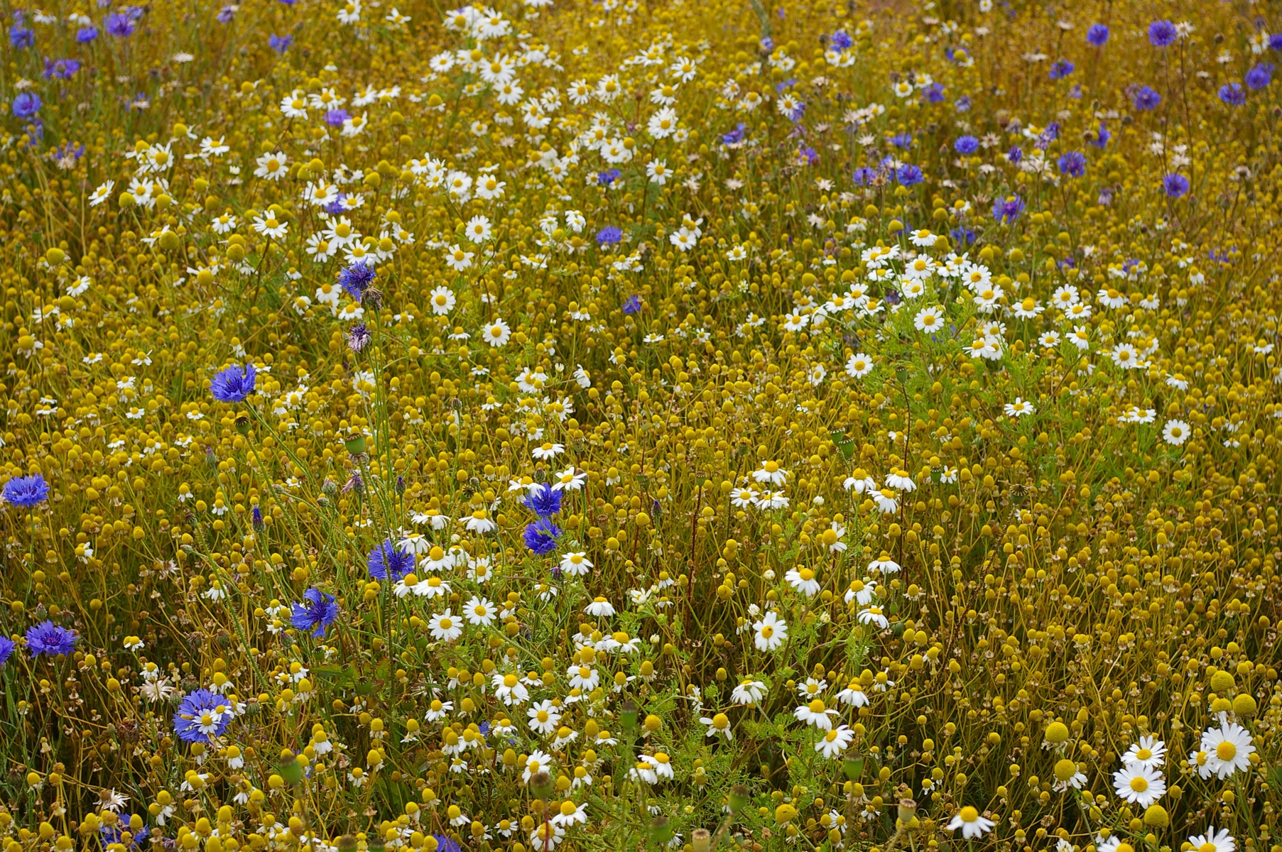 Chamomile Blossoms, Chamomile, Flowers, Herbal Medicine