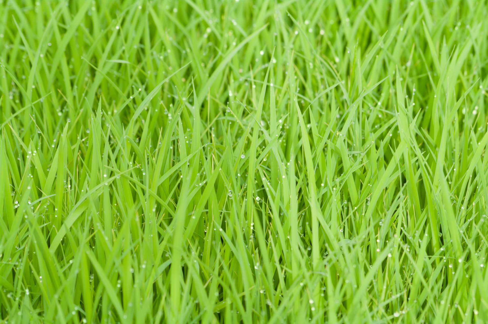 Green Grass With Water Droplets