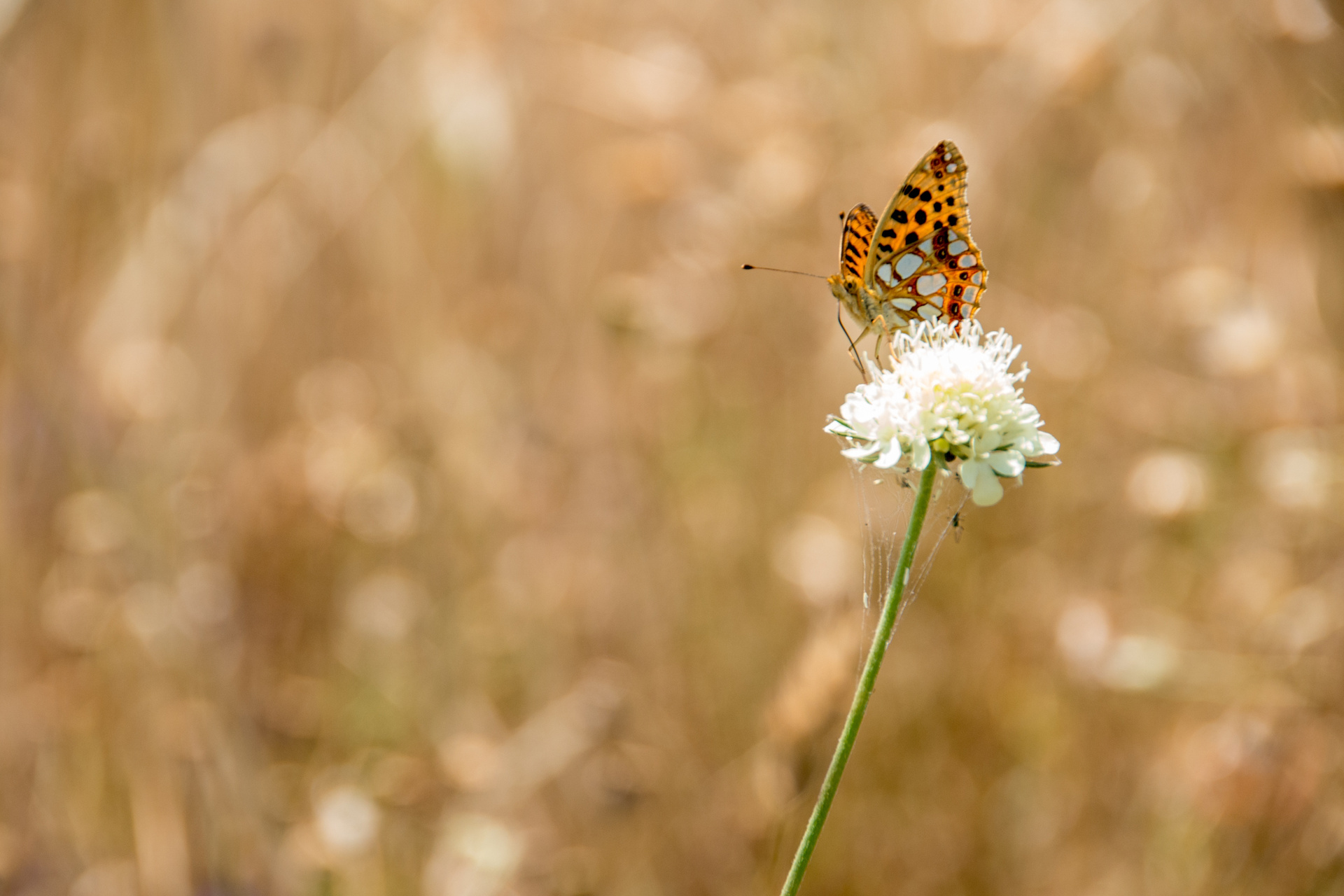 Butterfly, Nature, Insect, Animal, Summer, Close, Wing